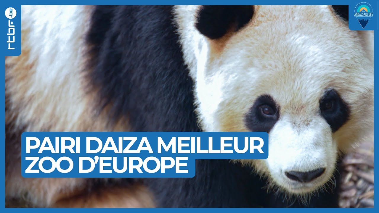 Pairi Daiza : les trésors cachés du meilleur zoo d'Europe - Les Ambassadeurs
