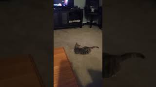 Cat chases tail 8/21/2017