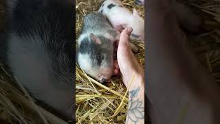🐽 Our PIGLET Was Just Born!!
