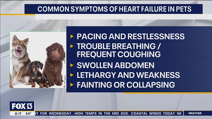 Common symptoms of heart failure in pets - DayDayNews