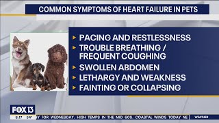 Common symptoms of heart failure in pets