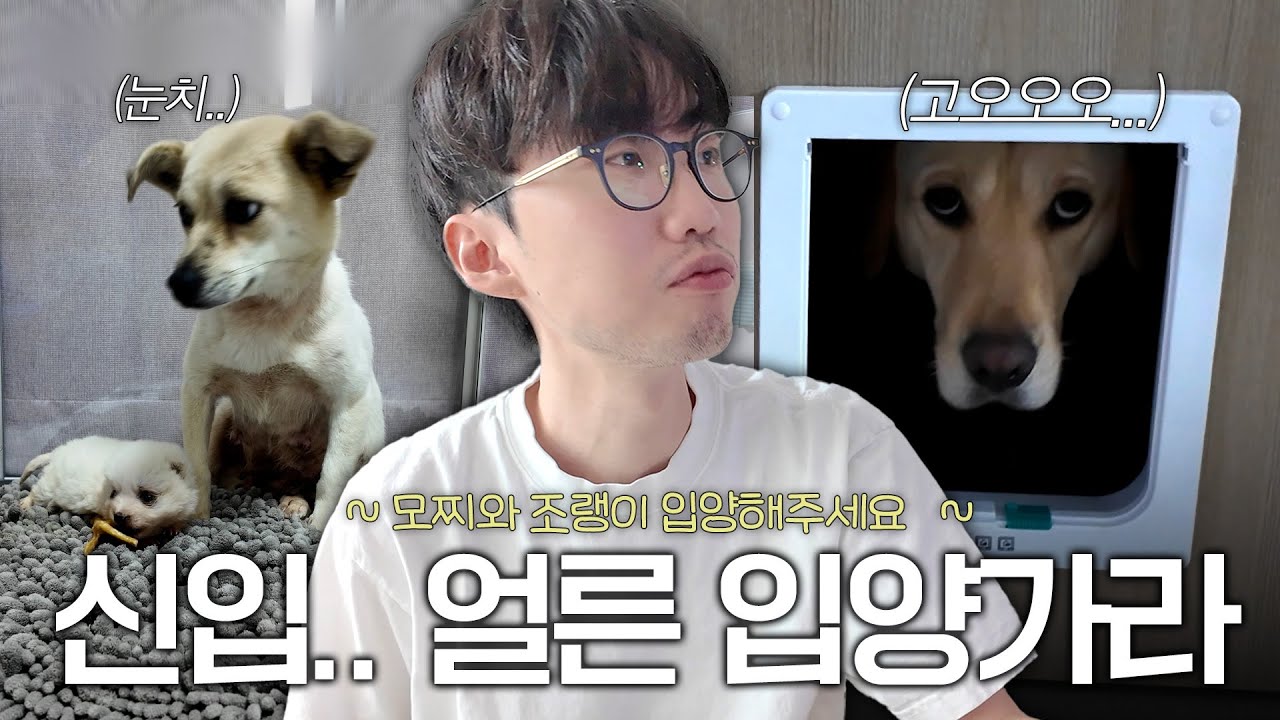 다다 왈 : 신입들 얼른 빨리 입양가라