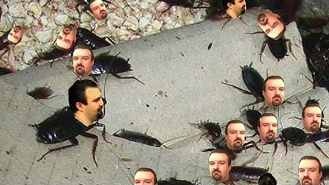 Pigroach The Documentary