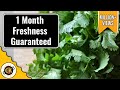 Cilantro Saving Tip. How to keep Coriander Fresh for long in Fridge by Chawla's Kitchen