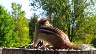 Eastern chipmunk comes back for more seeds on a September afternoon