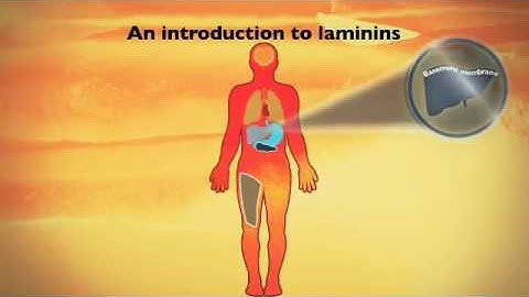 An introduction to laminin cell culture substrates