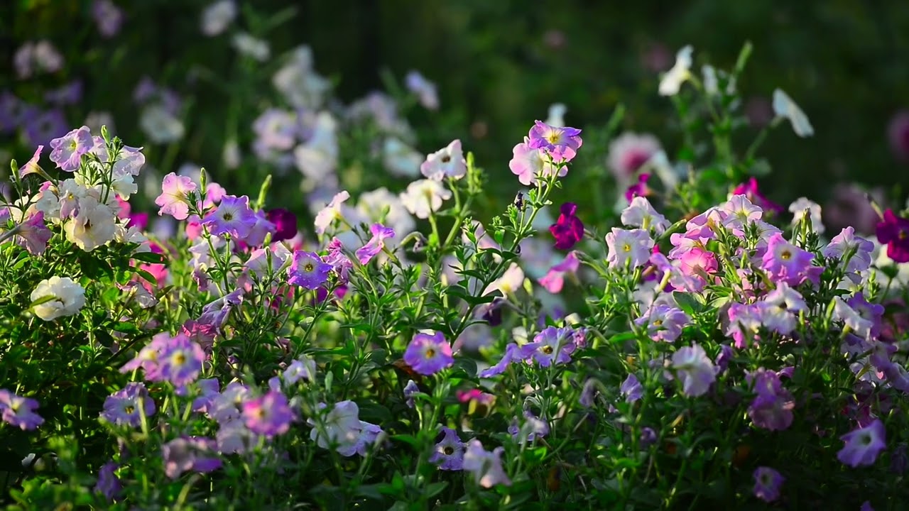 EP 228 #Relax Time in My Garden 1st .  March 2026