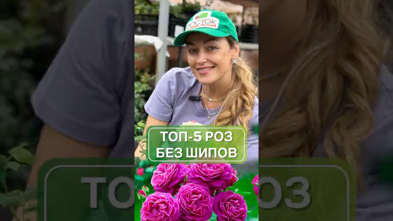 Красота без боли: ТОП-5 безшипных роз 🌹😍