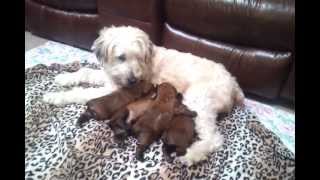 Soft Coated Wheaten Terrier Puppies For Sale Bohemia New York Long Island Hypoallergenic screenshot 1