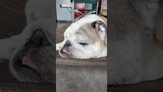 Just Four. 😀 #bulldog #englishbulldog