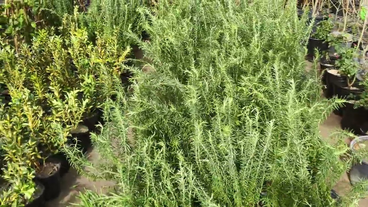 وصول نباتات جديده واشجار معمره في مشتل الخصيب