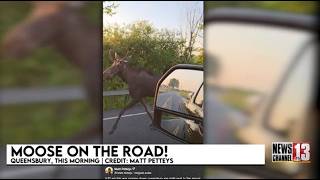 Moose caught on in Queensbury
