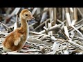 view The Many Threats Sandhill Crane Chicks Face in the Nest digital asset number 1
