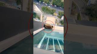 Brave Team Saves Trapped Cat! 🏢🤯