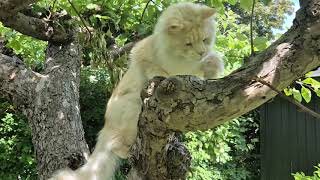 The Apple Tree Chronicles #47 - Cats being cats