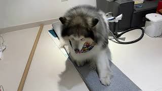 Soft and Fluffy: Exploring the Cute Side of Alaskan Gray Wolf Faces screenshot 4