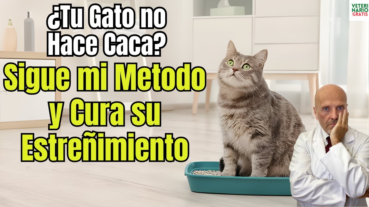 SI TU GATO NO HACE CACA 🐱💩 SIGUE MI METODO PARA CURAR EL ESTREÑIMIENTO EN GATOS