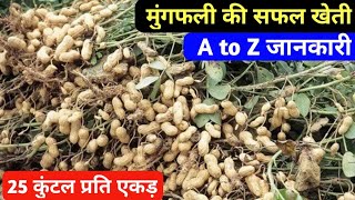 मूंगफली की सफल उन्नत खेती A to Z जानकारी / Mungfali Ki Kheti / Groundnut Farming in Hindi