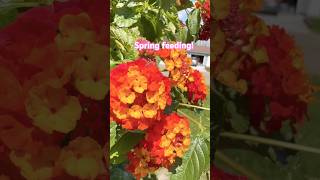 SPRING GARDEN WAKE UP! 🌱 Feeding Outdoor Flowers &amp; Strawberries for EXPLOSIVE Growth 🍓🔥