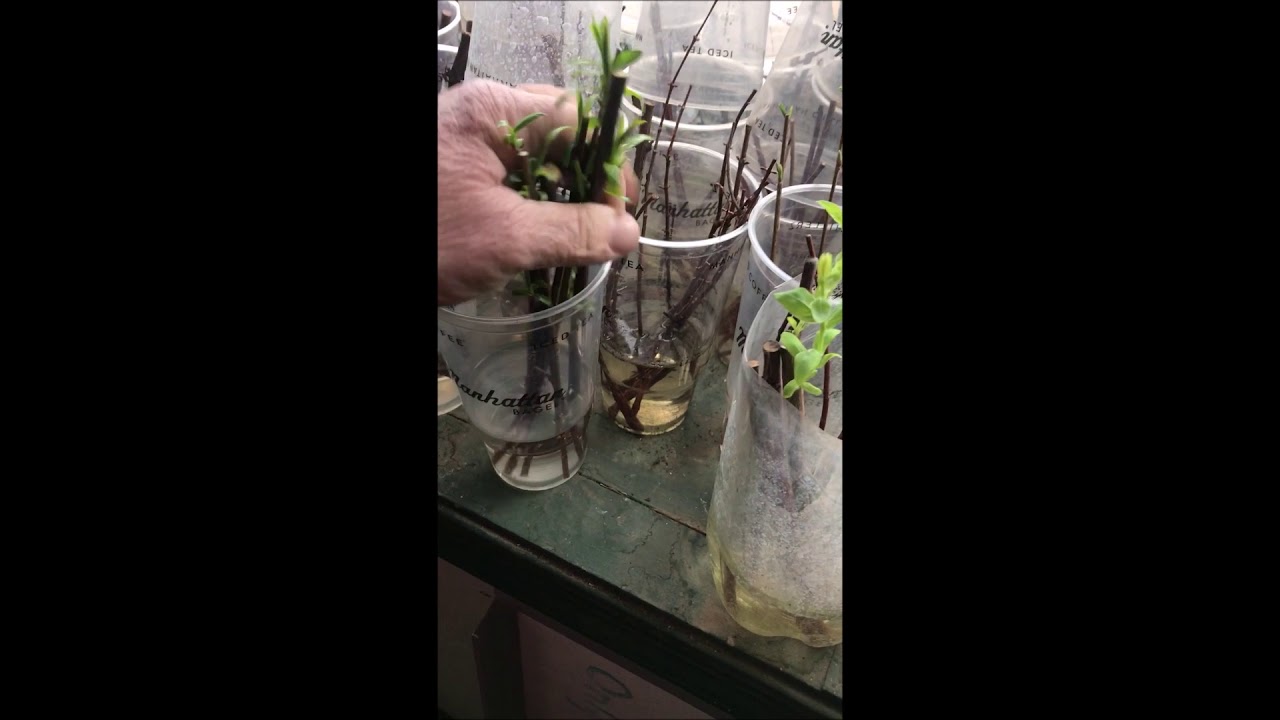 Coronavirus Project   Growing Forsythia Cuttings