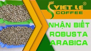 VIETLE COFFEE|Kiến thức cà phê| Cách nhận biết Robusta vs Arabica|