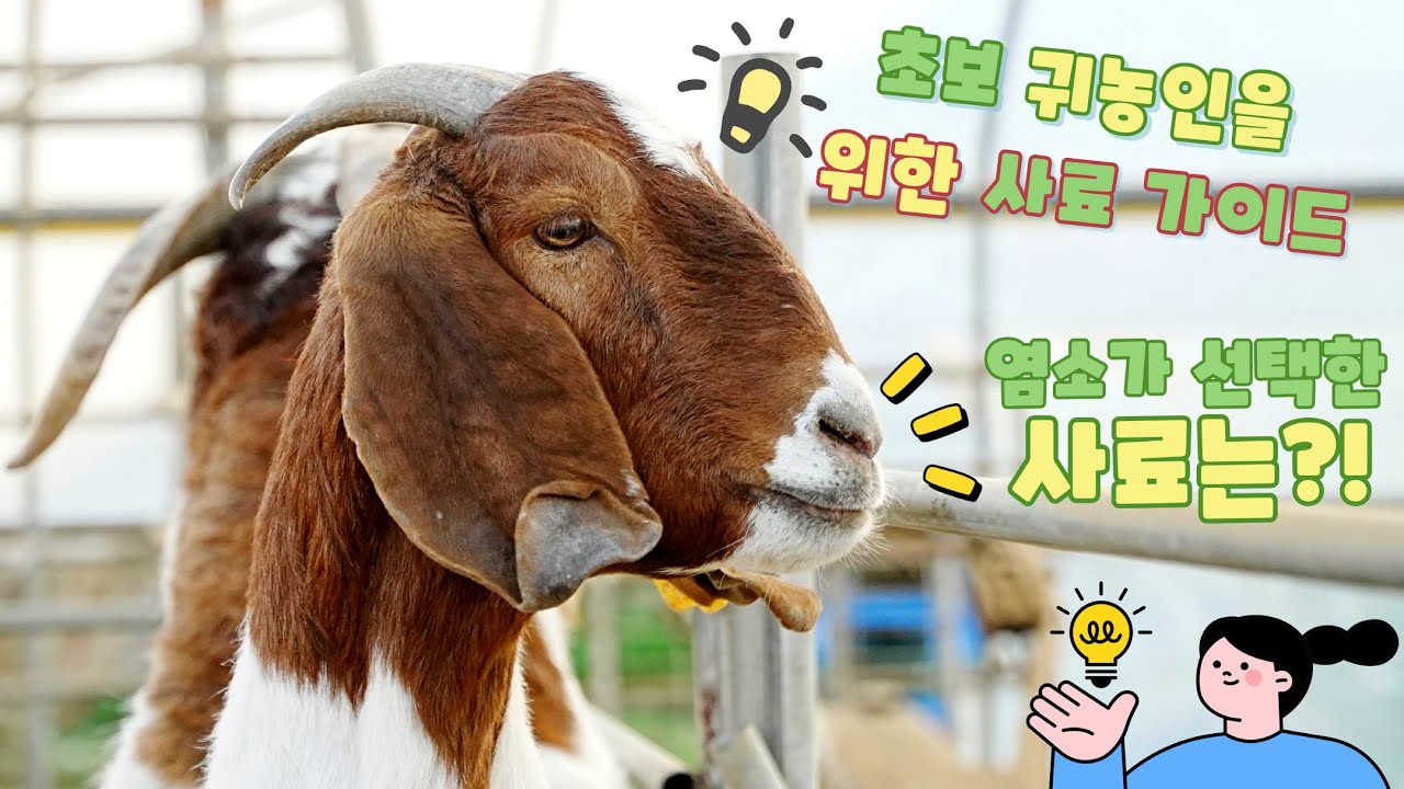 🐐 #염소 귀농,귀촌 #염소 사육 경험과 먹이 완전 가이드 - YouTube
