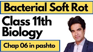 Bacterial Soft Rot || Class 11 bio chap 6 in pashto || Home Of Biology screenshot 4