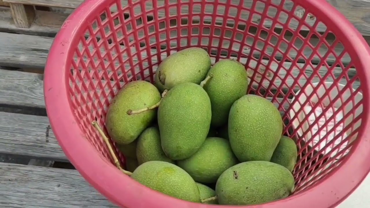 มะม่วงดอง 3 รส ไม่ต้องใช้น้ำปูนใส ไม่ต้องใส่หัวเชื้อ