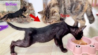 How To see kitten Cosmo Change! Before He can’t walk But Now He Can Walk And Run So Fast…