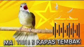 MASTERAN KAPAS TEMBAK 30MENIT