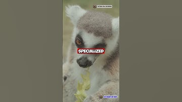 👀 The Slender Loris – The Creepy-Cute Night Hunter! 🌙🐒