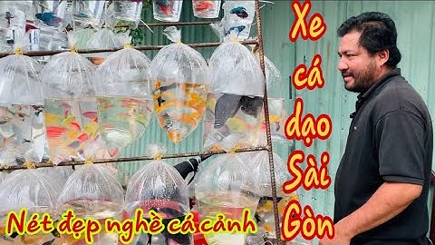 Xe Cá Cảnh dạo Betta siêu dể thương SG của A Tùng-Thái Salem vê lốc