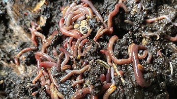 Composting with Craig Ep 212: Mid February Check in on 10,000+ Red Wigglers