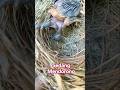 ANAK BURUNG KEDASIH PENUH DENGAN SEMANGAT UNTUK MENDORONG SODARA TIRINYA #SHORTS