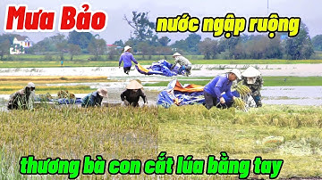 Lũ về vùng biên giới Campuchia mưa bảo liên tục ngập lúa thương cho bà con cắt lúa bằng tay