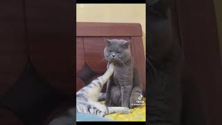 Funny cats 😹🤣 #cat #cats #catlovers #viralshorts #gatos #funny #divertido #fyp