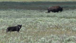 Yellowstone 2024 Black Wolf Haring Bison In Hayden Valley