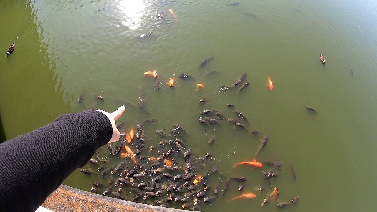池のコイに混じって別の巨大魚が 珍しい動物がたくさん観れて癒された1日 東武動物公園 Youtube