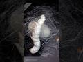 Ref:RwwEDkaHT2Y Silkworm making cocoon | bombyx mori | sericulture