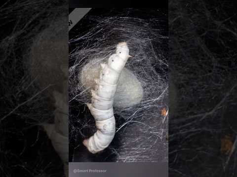 Silkworm making Cocoon | Bombyx Mori | Sericulture