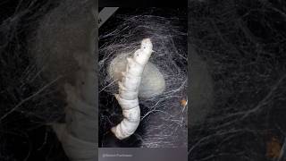 Silkworm Making Co Bombyx Mori Sericulture