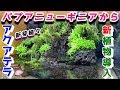 アクアテラリウム水槽に新植物導入&腹ペコのウーパールーパーに餌を与えてみた