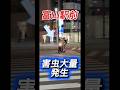害虫大量発生… #事故映像 #automobile #ダンプ #事故 #運転技術 #ドラレコ #運行 #accident #ドラレコショート