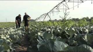 Coborn's Fresh! - Cabbage - Riverside Farms