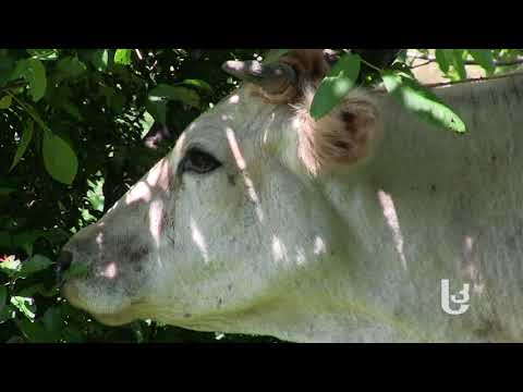 სამცხე-ჯავახეთში  საქონლის საშიში დაავადება გავრცელდა
