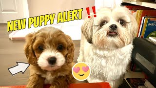 Meet My New Brother | Cockapoo | Chase the Shih Tzu by Chase the Shih Tzu 2,720 views 1 year ago 6 minutes, 27 seconds