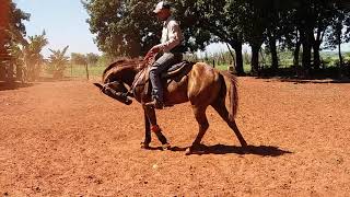 Exercícios que fazemos em nossos cavalos