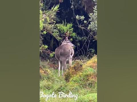 Mammals tours Colombia, Colombia wildlife tour , Birding and nature