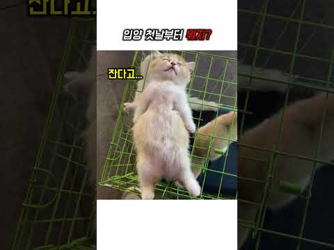 너 지금 자는거야? #강아지#고양이 thumbnail