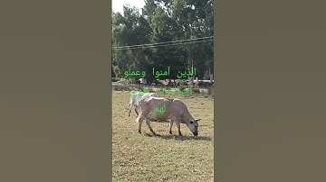 من سورة النحل #القارئ  عبدالرحمن مسعد  #راحة_نفسية